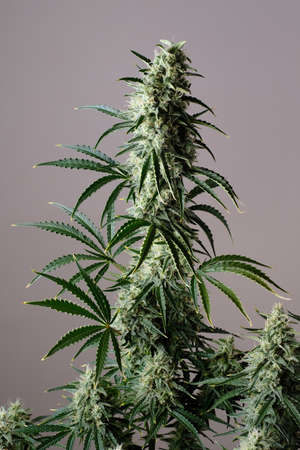 Blooming cannabis bush. fresh marijuana plant. green hemp budsの写真素材
