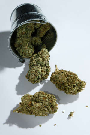 Strewed dry cannabis, marijuana in a bucket isolated on white background. Hemp organic growing. harvest conceptの写真素材