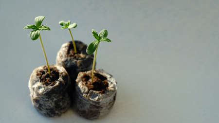 Cannabis sprouts close up. Fresh young marijuana seedling. Growing plant on light background.の写真素材