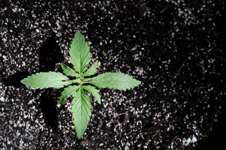 Light deprivation. Growing cannabis seedling on black background. Small marijuana plant in a pot with coconut soil, top view, flat lay.の写真素材