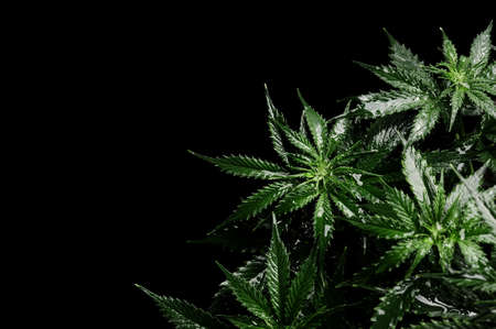 Cannabis CBD bush on black background. Layout of fresh wet marijuana leaves, watering plant, top view. Hemp recreation, growing concept.の写真素材