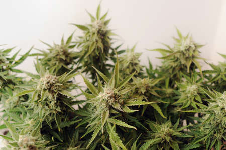 Female cannabis bush with blooming flowers. Fresh marijuana plant on white background. Green hemp cones. Micro growing concept.の写真素材