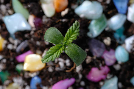 Hemp sprout grows in the soil. Fertilizer concept. Colorful layout, dark background. Cannabis baby...