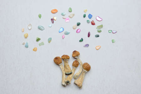 Psychedelic psilocybin mushrooms on white background, micro-dosing concept. Dry psilocybe shrooms Golden Teacher, top view. Colorful layout.の写真素材
