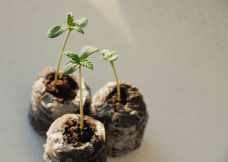 Cannabis Seed Starting with Coconut Coir Pellets. Marijuana growing. Baby hemp closeup.