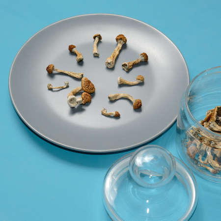 Psilocybe Cubensis mushrooms on a plate, blue layout. Psilocybin psychedelic magic mushrooms Golden Teacher. Top view, flat lay. Micro-dosing concept.の写真素材