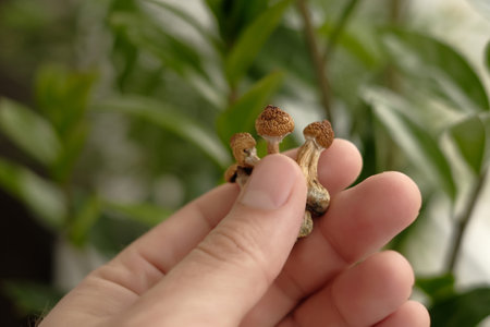 Psilocybin mushrooms in man's hand, macro view. Psychedelic magic trip. Dry edible mushrooms Golden Teacher. Medical usage. Micro dosing concept.の写真素材