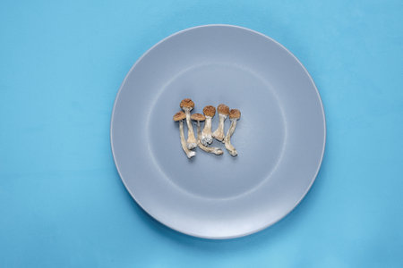 Psilocybe Cubensis mushrooms on a plate, blue layout. Psilocybin psychedelic magic mushrooms Golden Teacher. Top view, flat lay. Micro-dosing concept.の写真素材