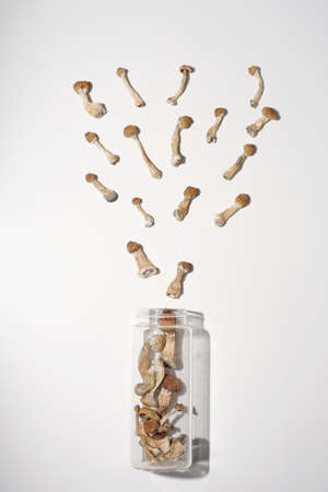 Psilocybe Cubensis mushrooms on white background.