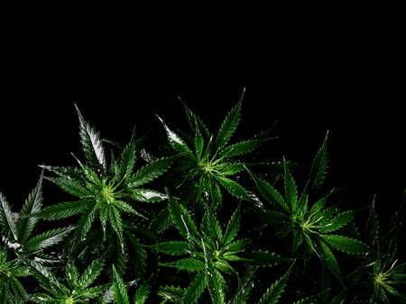 Cannabis bush on black background. Layout of fresh wet marijuana leaves, watering plant, top view. Hemp recreation, legalization concept.の写真素材