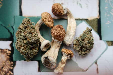 Stuf psilocybin mushrooms Golden Teacher with cannabis buds
