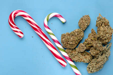 Cannabis buds and Christmas lollipops on blue layout. Marijuana blooms. Drying hemp flowers on a...