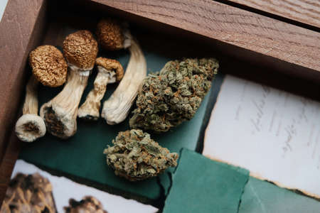 Stuf psilocybin mushrooms Golden Teacher with cannabis buds on the wooden boxの写真素材