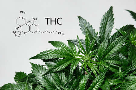 Cannabis THC chemistry formula. Tetrahydrocannabinol. Cannabis plant isolated on white background. Layout of fresh wet marijuana leaves, watering bushの写真素材