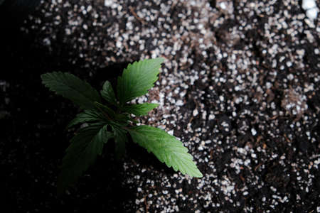 Light deprivation. Growing cannabis seedling on black background. Small marijuana plant in a pot with coconut soil, top view, flat lay.の写真素材
