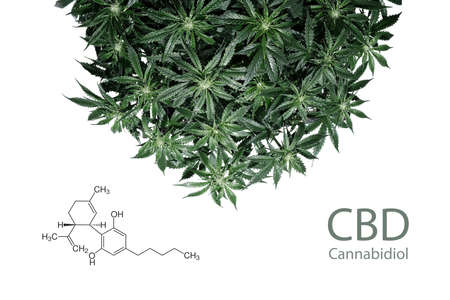 Cannabidiol. Cannabis plant isolated on white background with cbd formula. Layout of fresh wet...