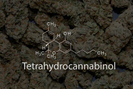 Tetrahydrocannabinol formula on background marijuana buds closeup. Medicinal cannabis drying...