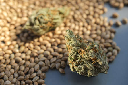 Close-up of a marijuana bud. Flowering of medicinal cannabis against the background of seeds