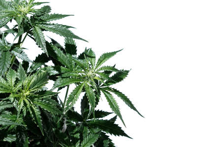 Cannabis plant isolated on white background. Layout of fresh wet marijuana leaves, watering bush, top view. Hemp growing concept.の写真素材