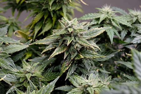 Cannabis blooms close-up, macro view. Harvest time, grow ripe, fertilizer overdose. Blooming buds...