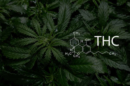 Tetrahydrocannabinol. Cannabis plant close up with chemical formula THC.の写真素材