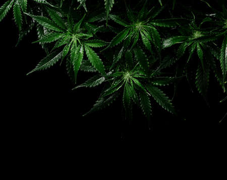Cannabis CBD bush on black background. Layout of fresh wet marijuana leaves, watering plant, top...