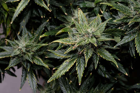 Cannabis blooms close-up, macro view. Harvest time, grow ripe, fertilizer overdose. Blooming buds...