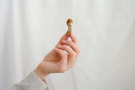 Psilocybin mushroom in woman's hand on grey background. Psychedelic magic mushrooms trip. Medical usage. Microdosing concept. Psilocybe cubensisの写真素材