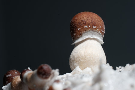 Mushroom family close-up. Psychedelic psilocybin mushrooms Thai strain on mycelium block. Psilocybe Cubensis raw shrooms on black background.の写真素材