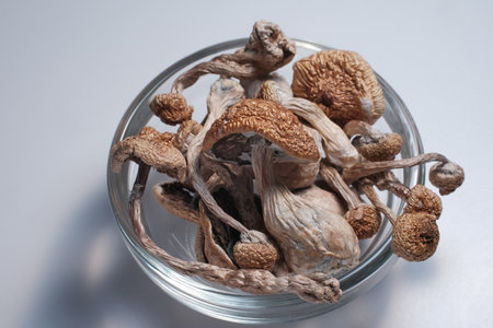 Dried psilocybin mushrooms on grey studio background. Psychotropic magic shrooms Golden Teacher. Medical therapy. Herbal alternative medicine. Microdosing conceptの写真素材