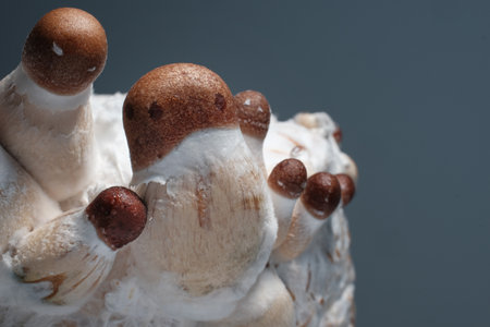 Mushroom family close-up, indoor grow. Psychedelic psilocybin mushrooms Thai strain on mycelium block. Psilocybe Cubensis raw shrooms on grey background.の写真素材