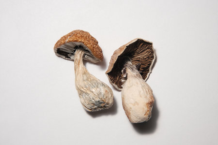 Psilocybin mushrooms Golden Teacher. Two dried mushrooms lies on white background. Top view, flat lay. Micro-dosing concept, mind-blowing shrooms.の写真素材