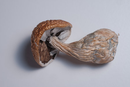 Beautiful psychedelic magic mushroom Golden Teacher. One dried shroom lies on white background. Top view, flat lay. Micro dosing mind-blowing concept.の写真素材