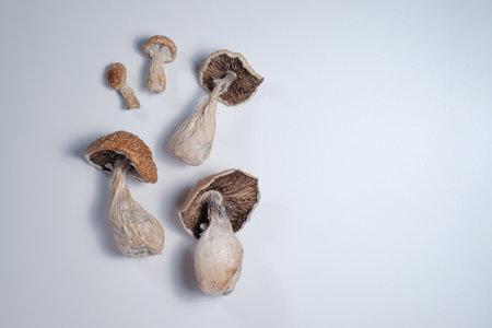 Bunch of dried mushrooms lies on white background. Dry psilocybin psychedelic magic mushrooms Golden Teacher. Top view, flat lay, close up.の写真素材