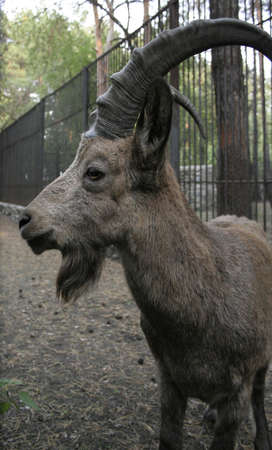 mountain goatの写真素材