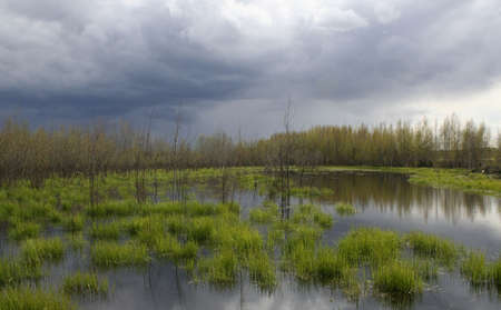 impending storm over swamp with green vegetationの写真素材