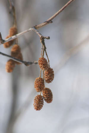 dry drupe on the branchの写真素材