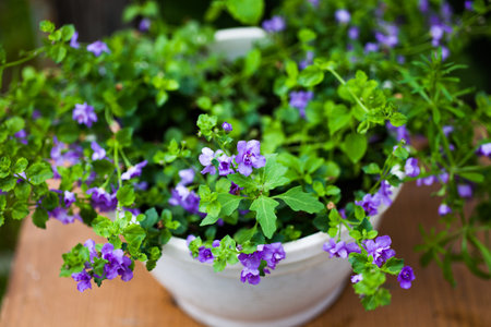 Garden flower Copa Dounle Blue on tableの写真素材
