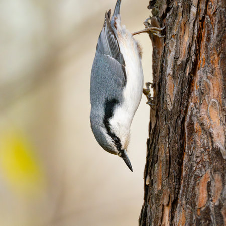 eurasian nuthatchの写真素材