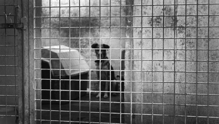 Abandoned dog adoption expectedの写真素材