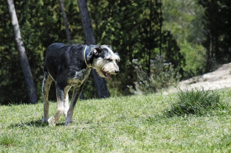 sniffing dog