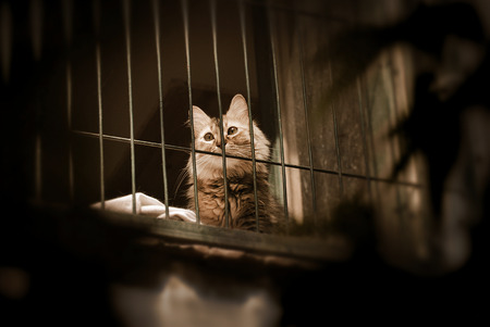 cat behind a windowの写真素材