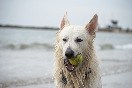 Swiss white shepherd dogの写真素材