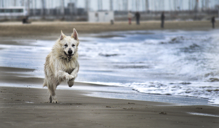 Swiss white shepherd dog running by the beachの写真素材