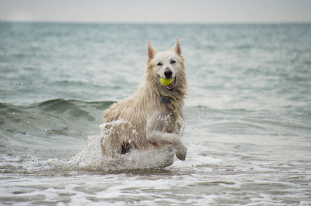 Swiss white shepherd dog at the beachの写真素材