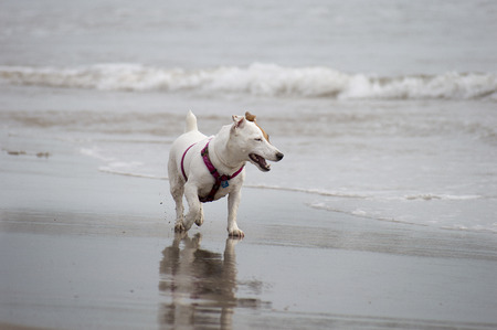 jack russel dog on the beach