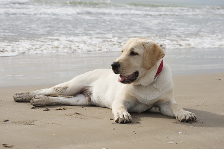 labrador retriever dogs at the beachの写真素材
