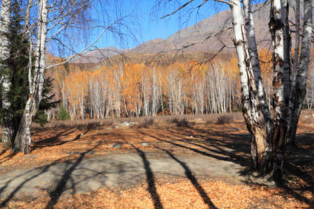 Autumn forestの写真素材