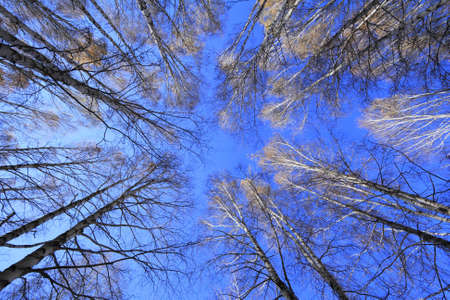 white birch forest in Xinjiang China
