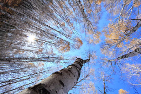White birch in Xinjiang Chinaの写真素材